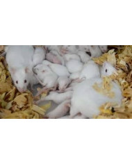 Pienso Granulado Ratas y Ratones Estandar 25kg Pienso Granulado Ratas y Ratones Estandar 25kg
