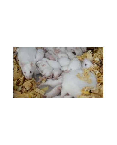Pienso Granulado Ratas y Ratones Cría 25kg Pienso Granulado Ratas y Ratones Cría 25kg