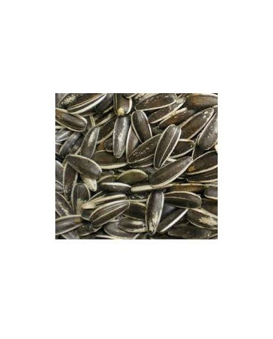 Pipas USA Vinci 500gr Pipas USA Vinci 500gr