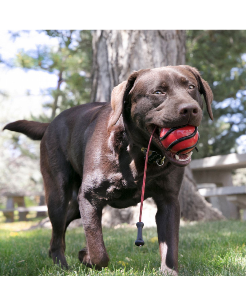 Kong bunji ball wavz