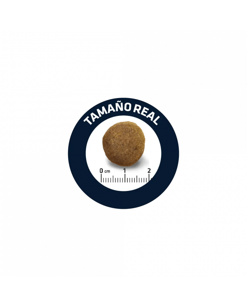 Affinity Advance Pastor Aleman