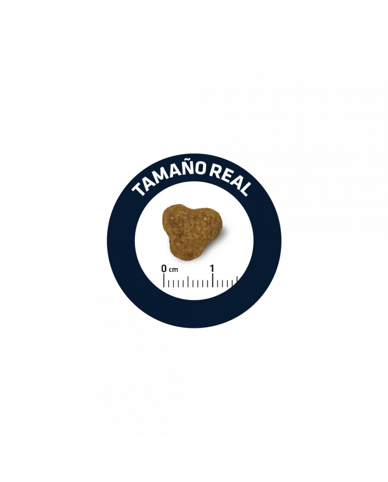 Affinity Advance Yorkshire Terrier