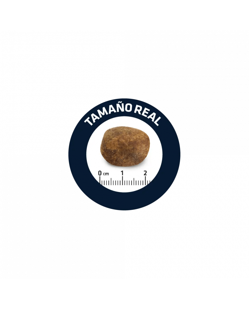 Affinity Advance Labrador Retriver