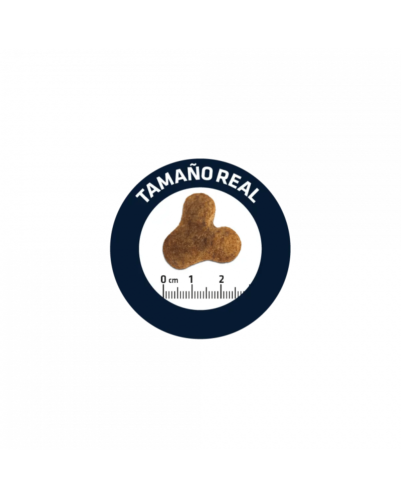 Affinity Advance Bulldog Frances