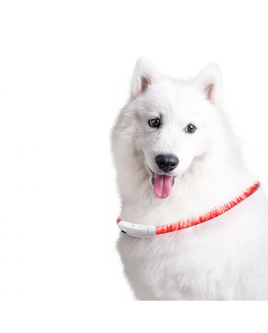 Collar Led Vision Noche Perro