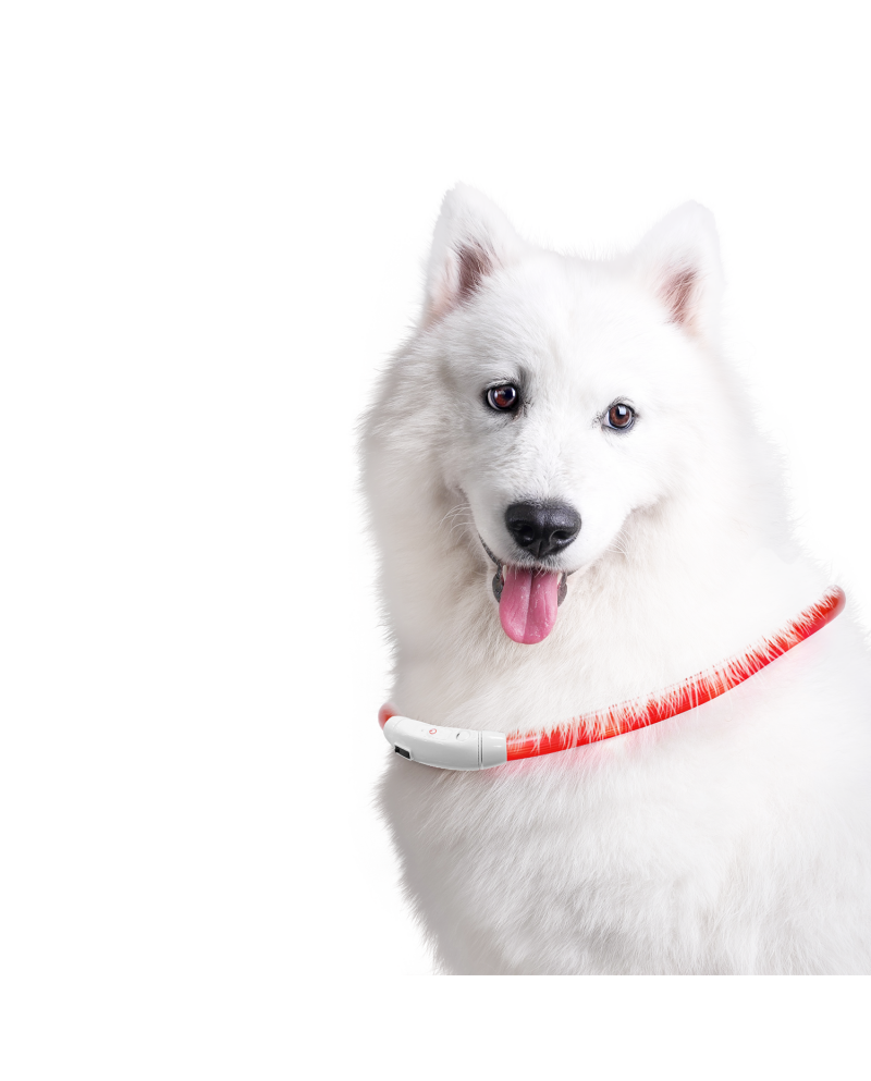 Collar Led Visio Light Collar Led Visio Light