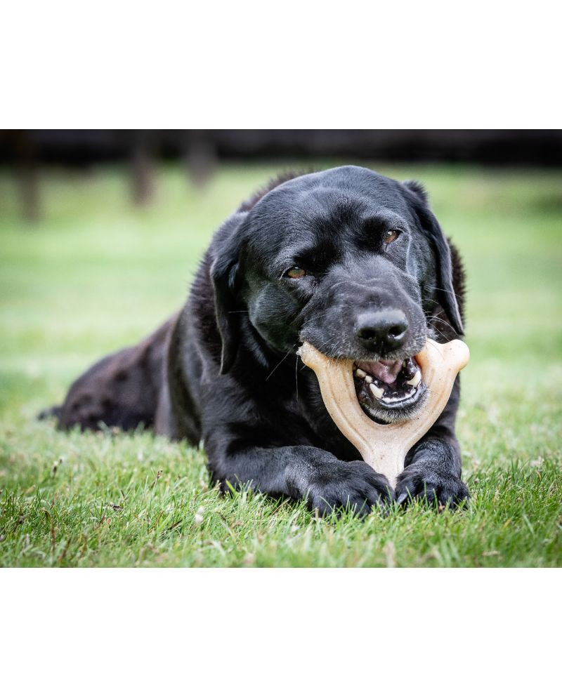 Nylabone Juguete Gourmet Wishbone Pollo para Perros