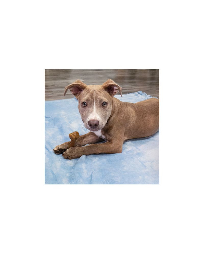 Nylabone Juguete Puppy Gourmet Femur Bacon para Perros