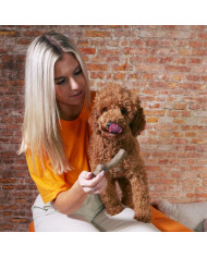 Nylabone Juguete Gourmet Stick Peanut para Perros