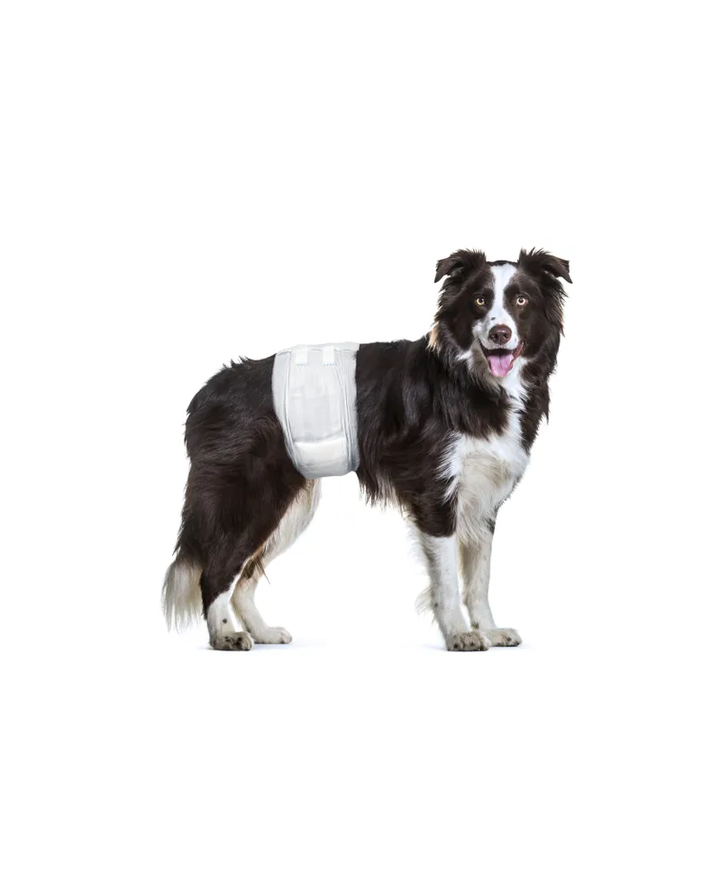 Pañales para perro macho