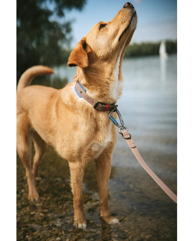 Collar Havanna Hunter foto perro