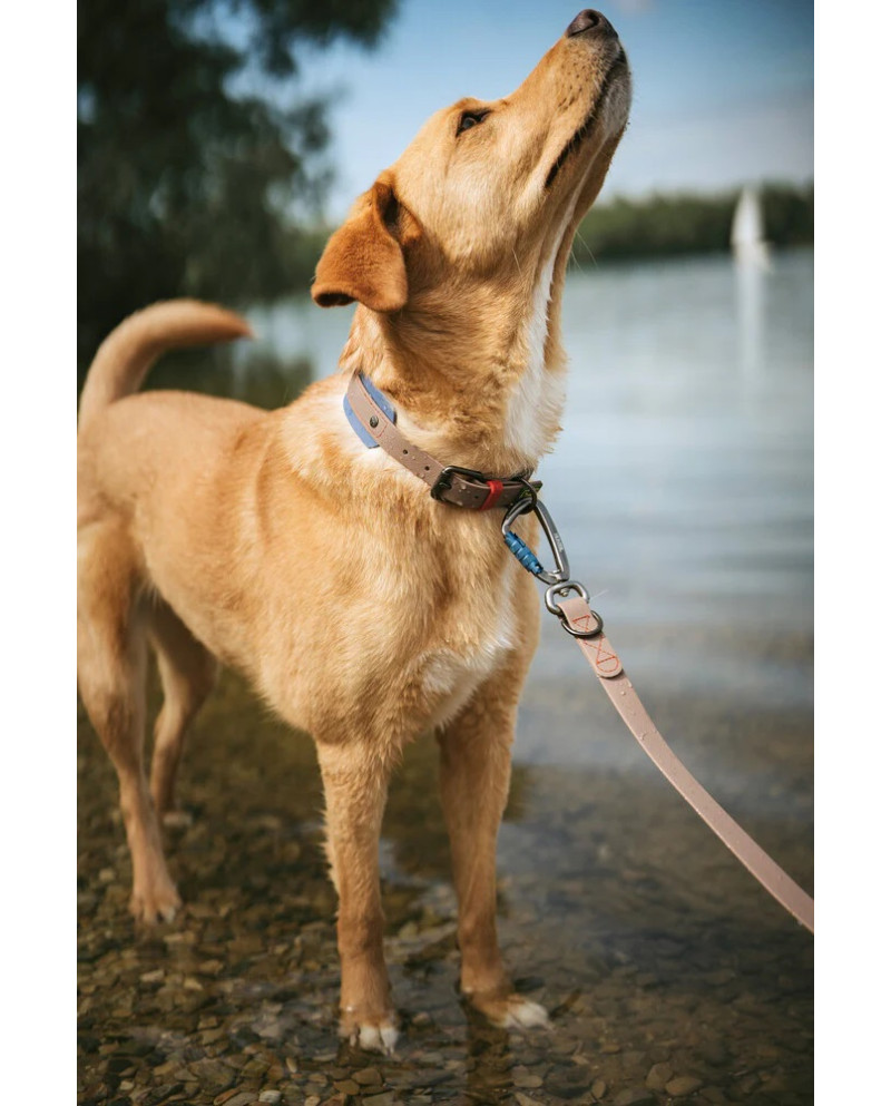 Collar Havanna Hunter foto perro