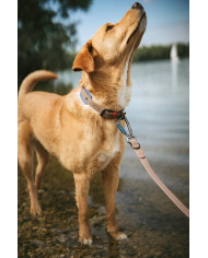 Collar Havanna Hunter foto perro