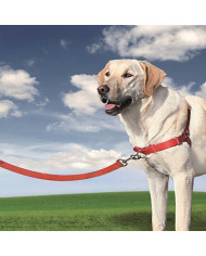 Arnés Easy Walk Professional (incluye correa)